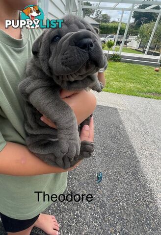 Shar Pei Puppies