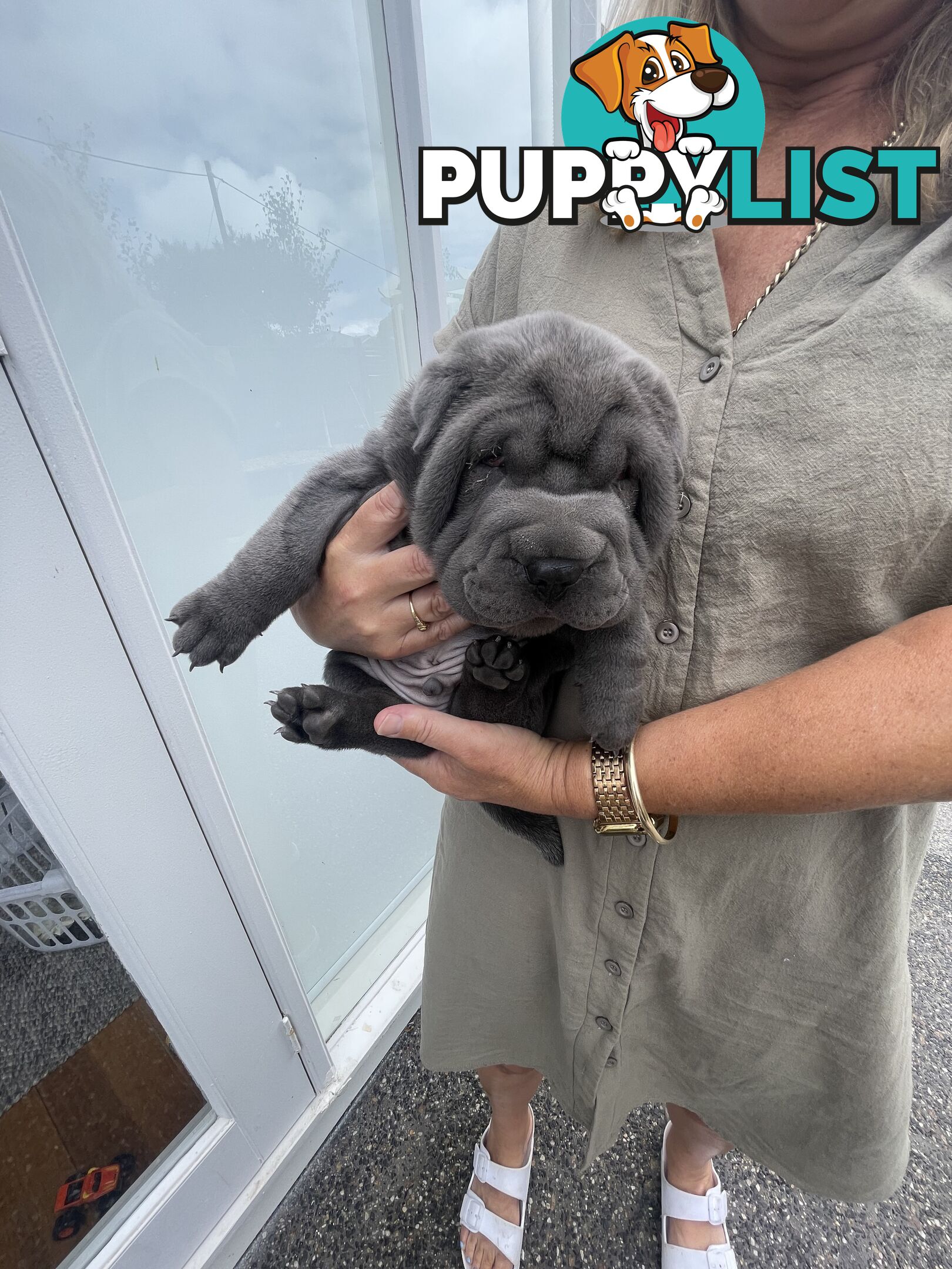 Shar Pei Puppies