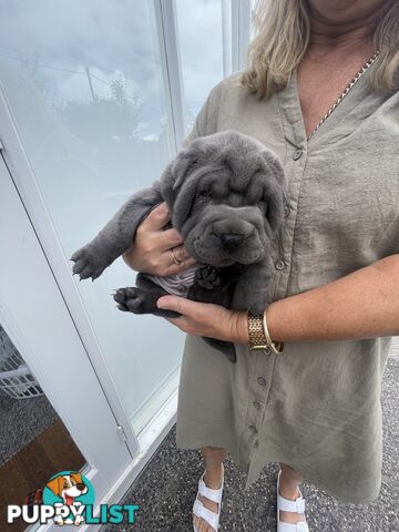 Shar Pei Puppies