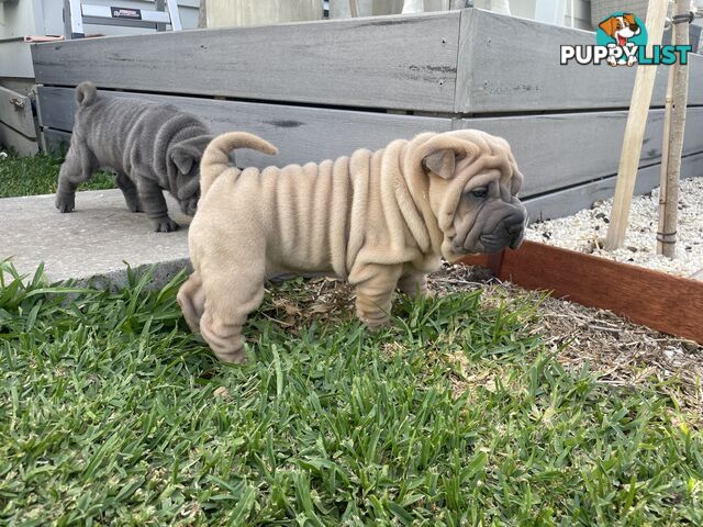 Shar Pei Puppies