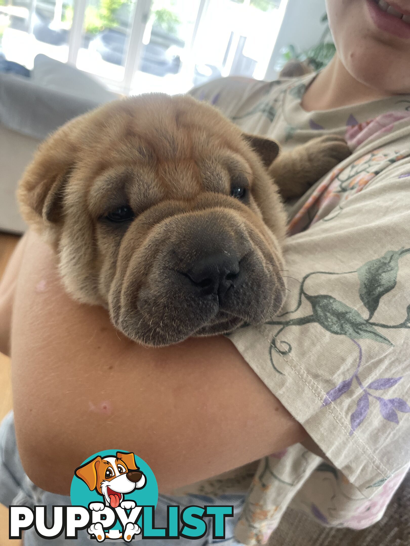 Shar Pei Puppies