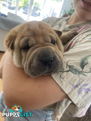 Shar Pei Puppies