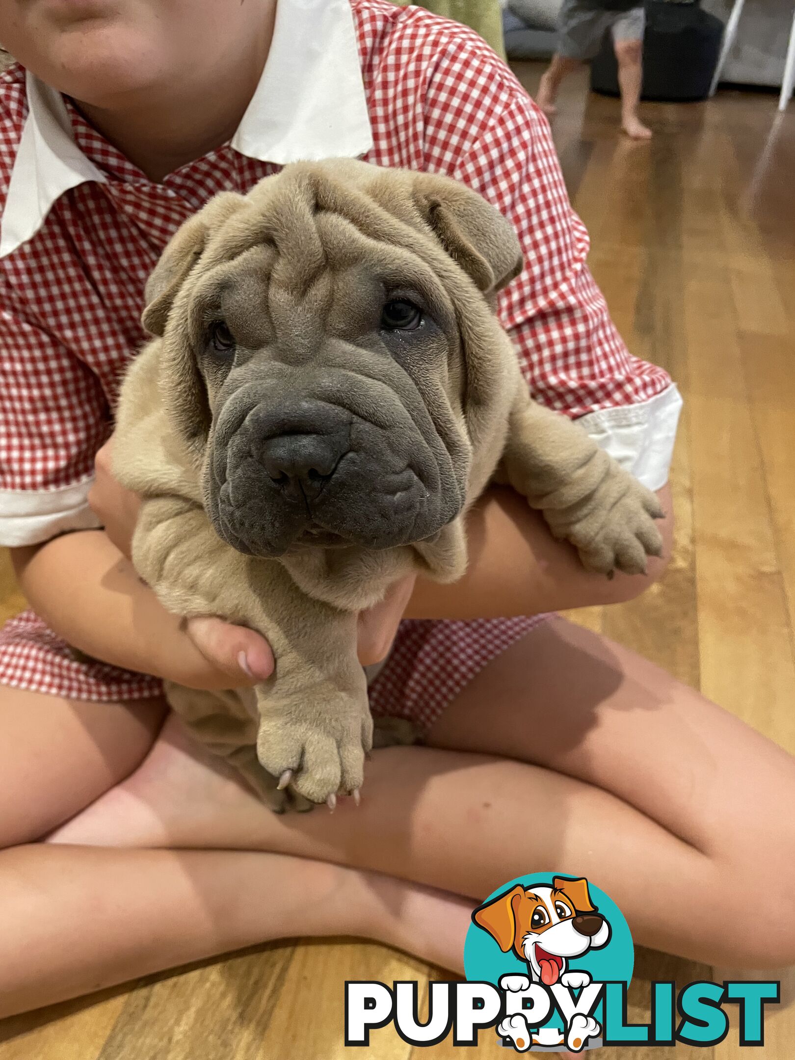 Shar Pei Puppies