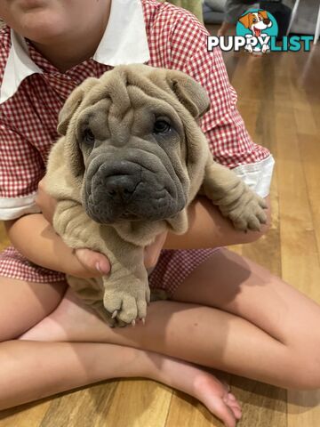 Shar Pei Puppies