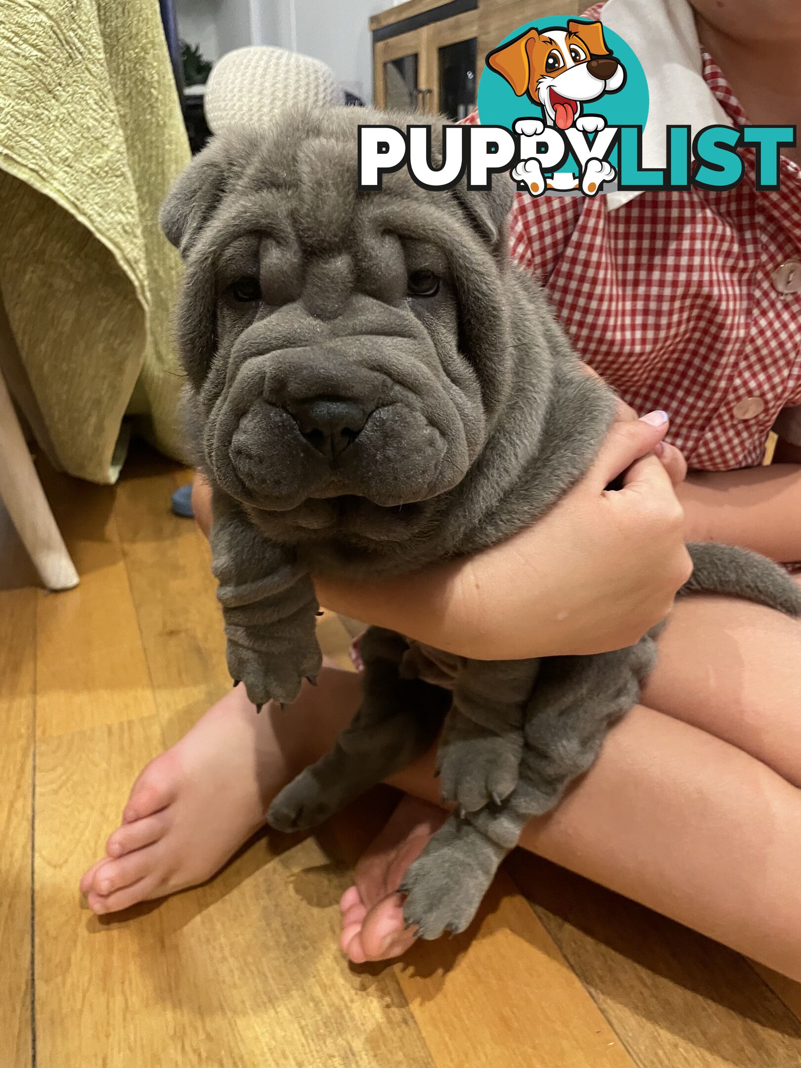 Shar Pei Puppies