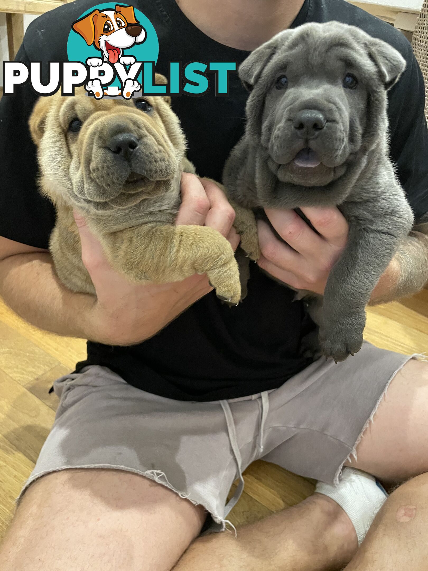 Shar Pei Puppies