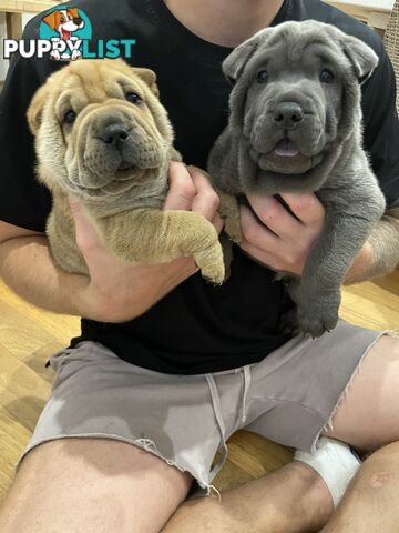 Shar Pei Puppies