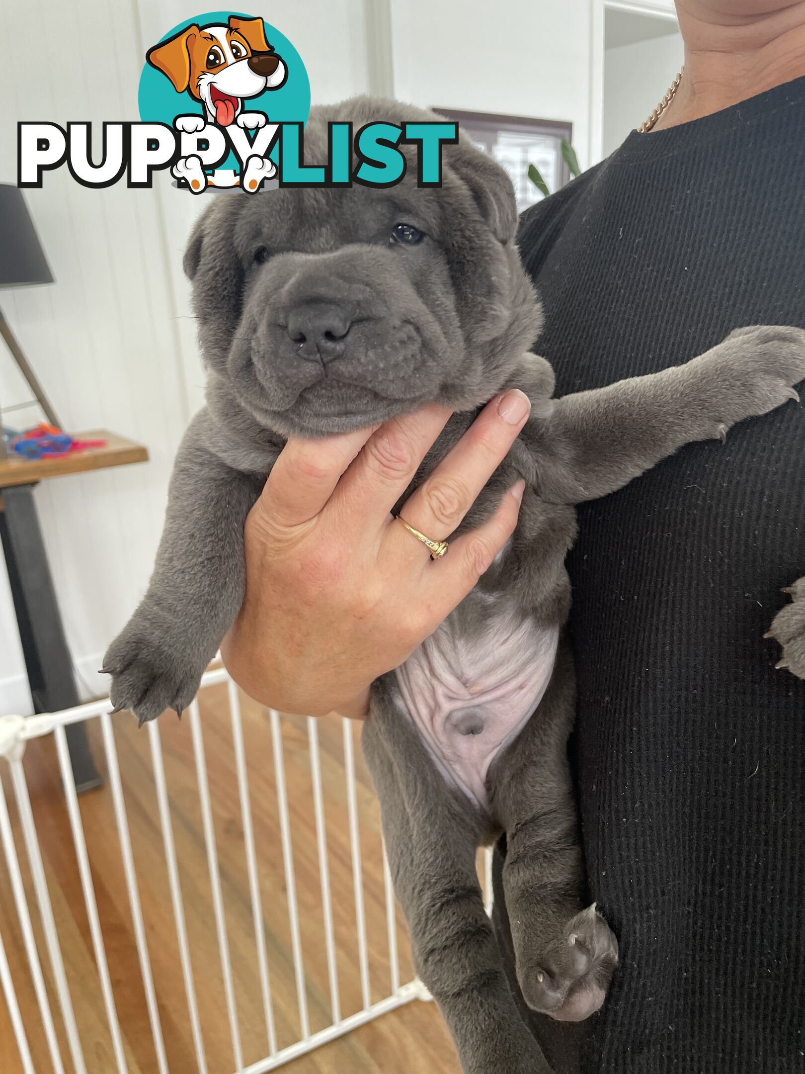 Shar Pei Puppies