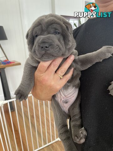 Shar Pei Puppies