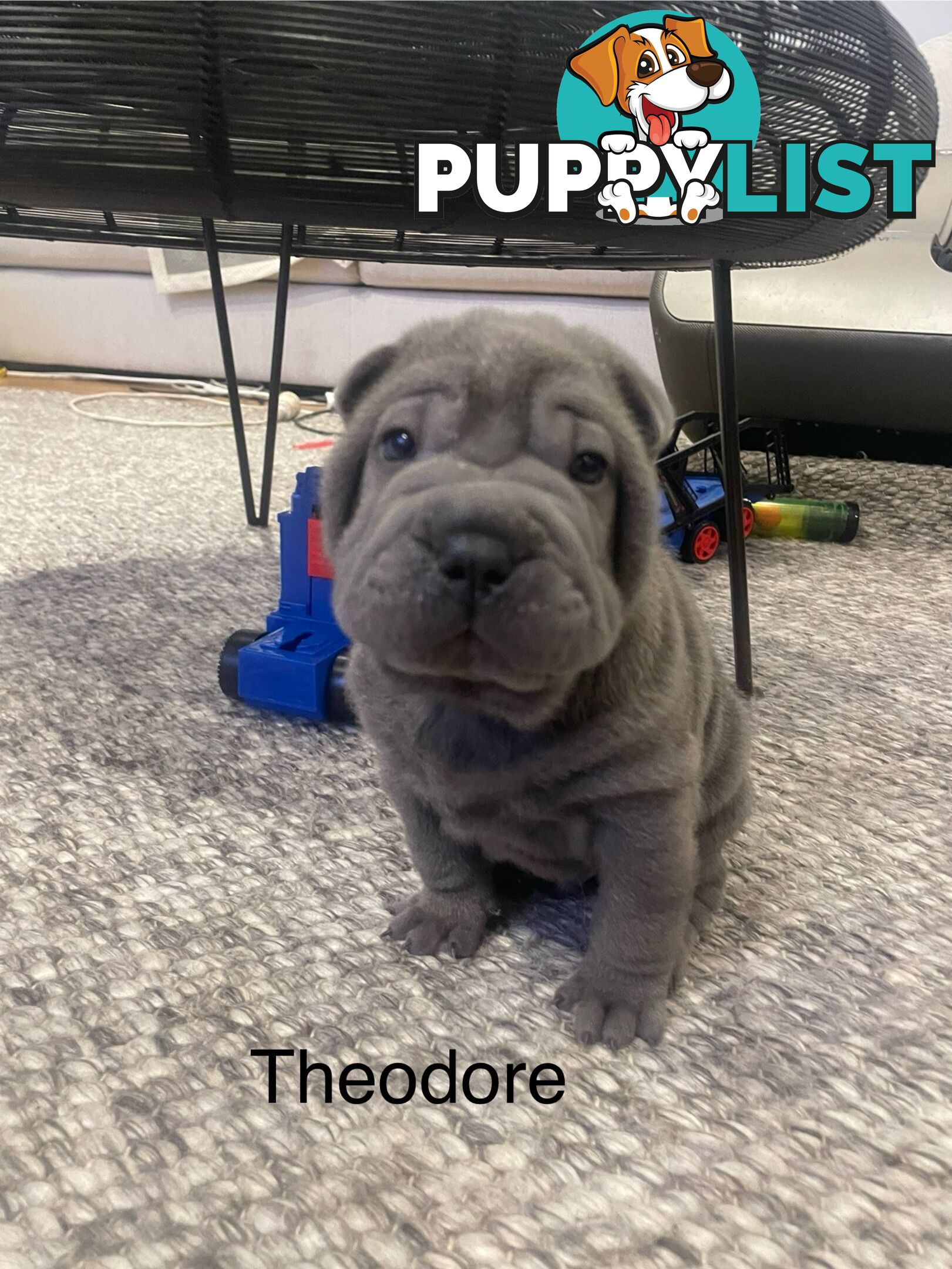 Shar Pei Puppies