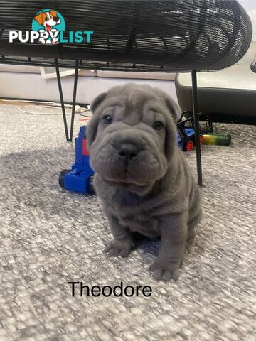 Shar Pei Puppies