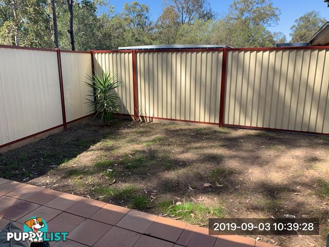 61 Caribou Drive BRASSALL QLD 4305