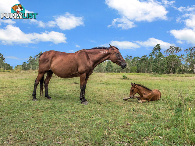 53-149 Waters Road CALVERT QLD 4340