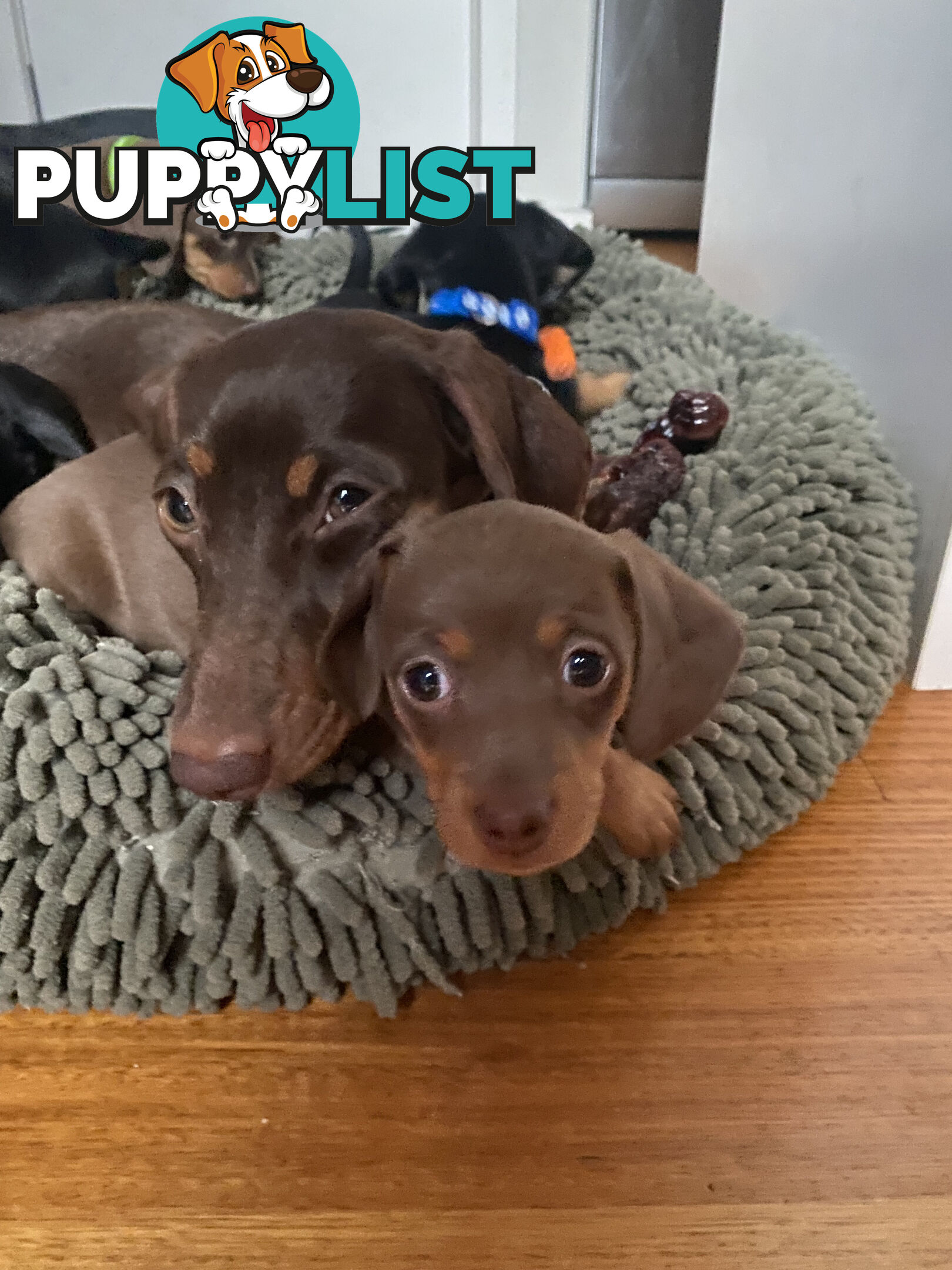 Five Purebred Miniature Dachshund Puppies