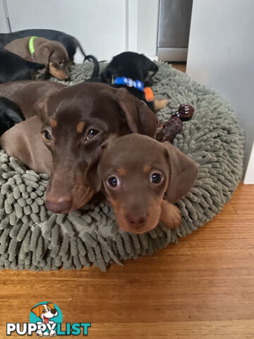 Five Purebred Miniature Dachshund Puppies