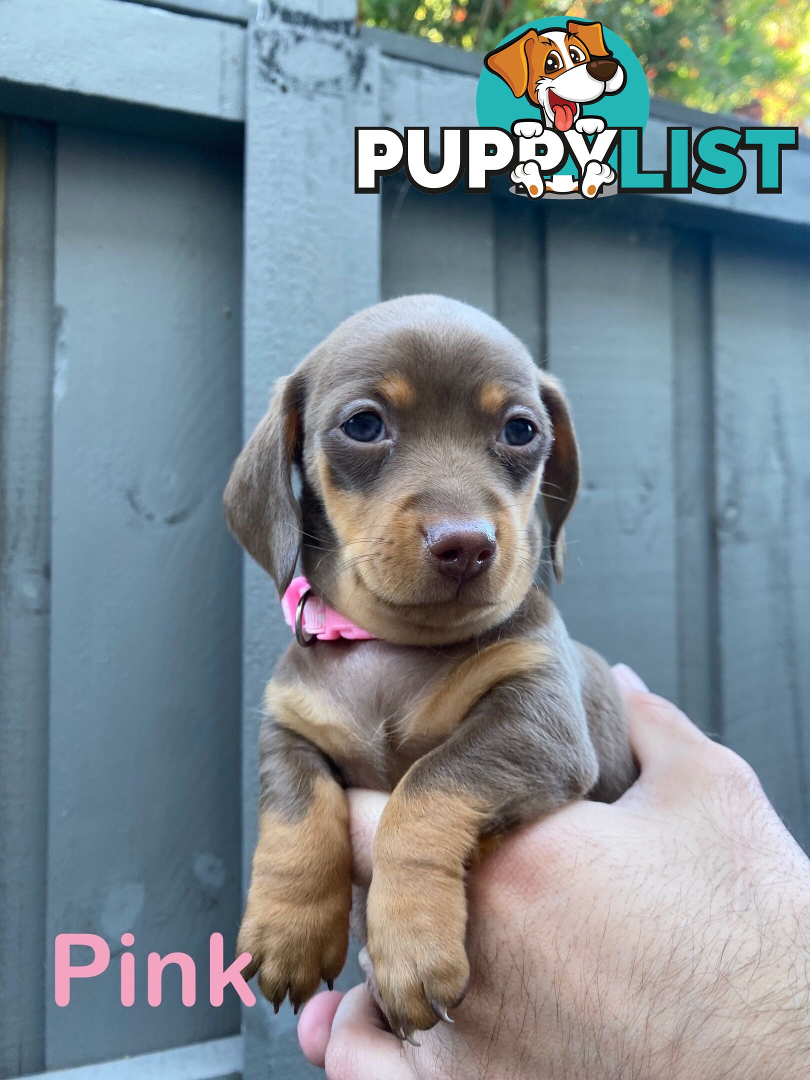 Five Purebred Miniature Dachshund Puppies