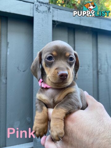 Five Purebred Miniature Dachshund Puppies