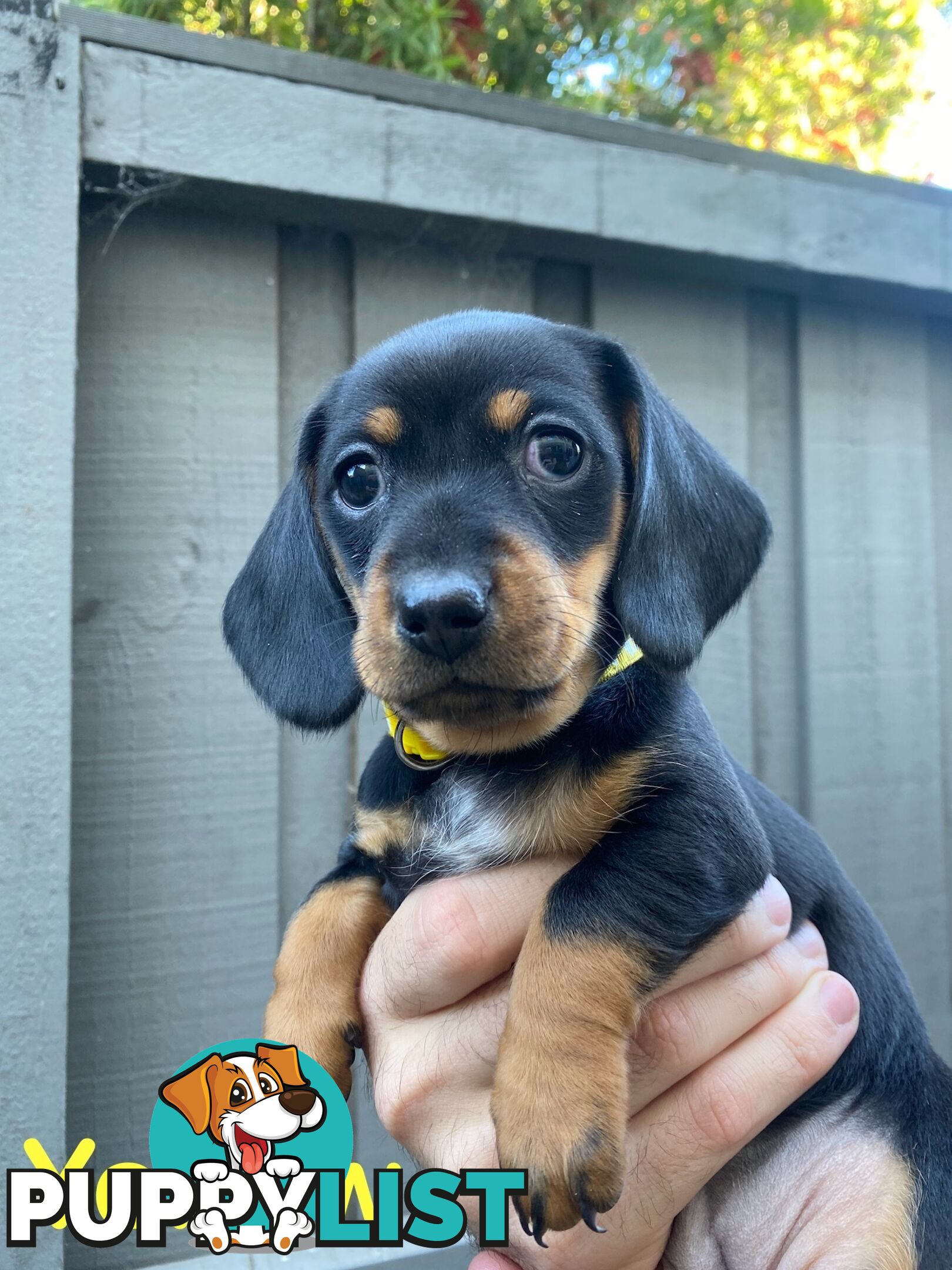 Five Purebred Miniature Dachshund Puppies