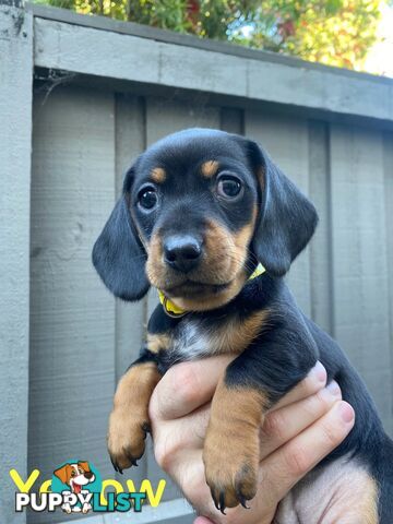 Five Purebred Miniature Dachshund Puppies