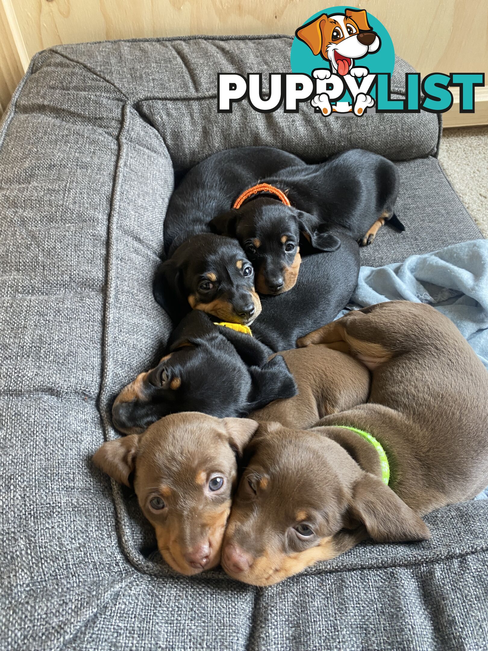 Five Purebred Miniature Dachshund Puppies