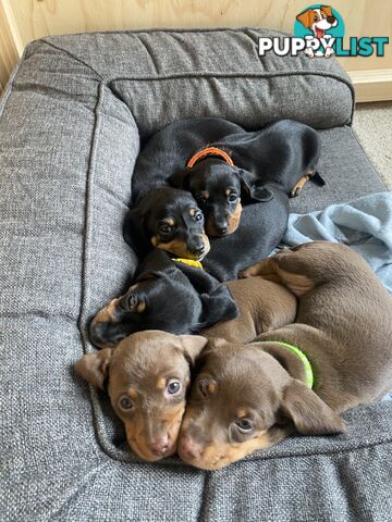 Five Purebred Miniature Dachshund Puppies