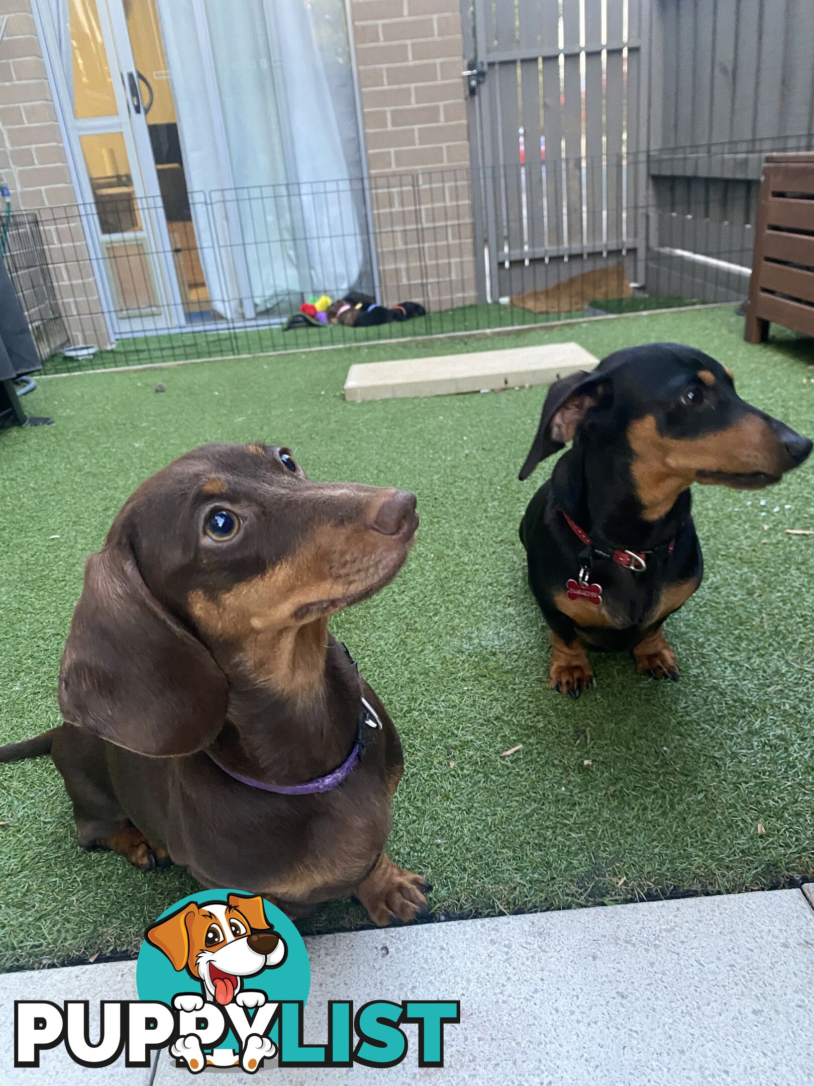 Five Purebred Miniature Dachshund Puppies