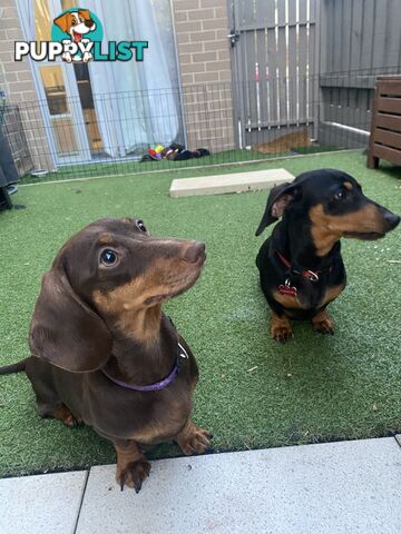 Five Purebred Miniature Dachshund Puppies