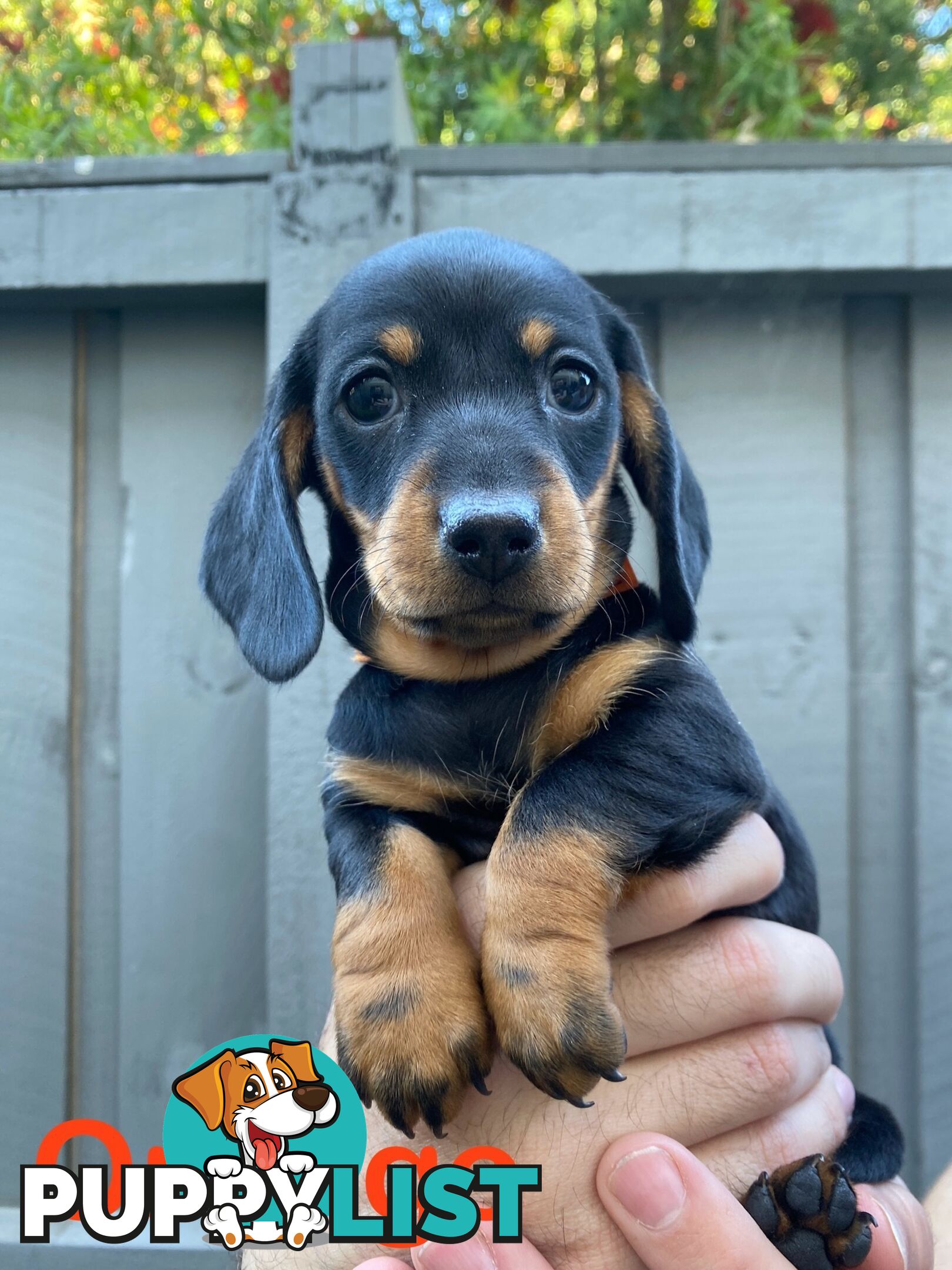 Five Purebred Miniature Dachshund Puppies