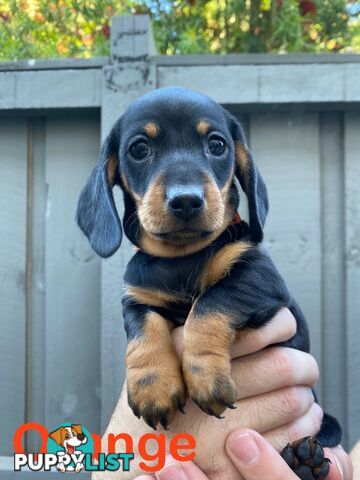 Five Purebred Miniature Dachshund Puppies