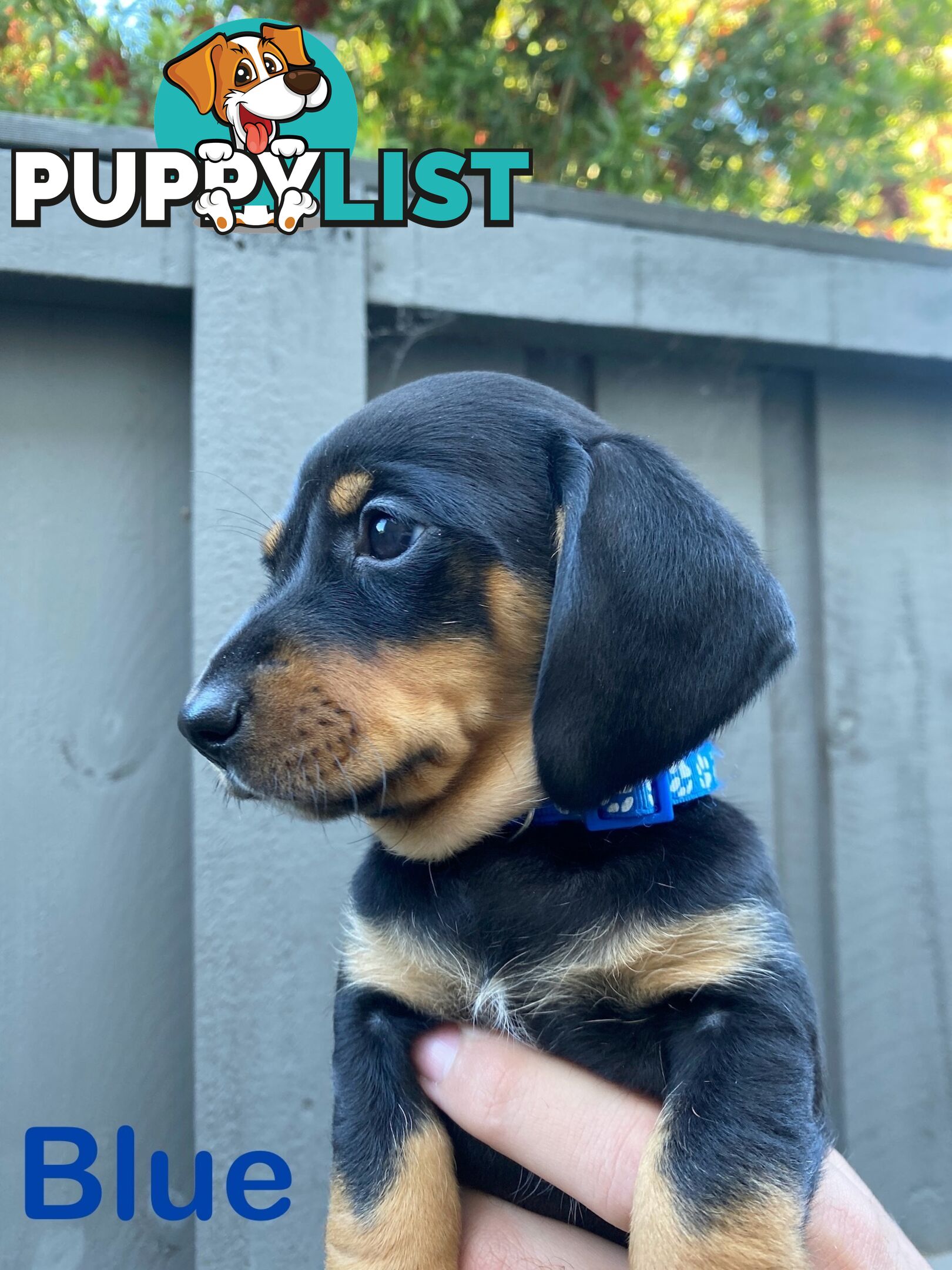 Five Purebred Miniature Dachshund Puppies