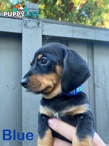 Five Purebred Miniature Dachshund Puppies