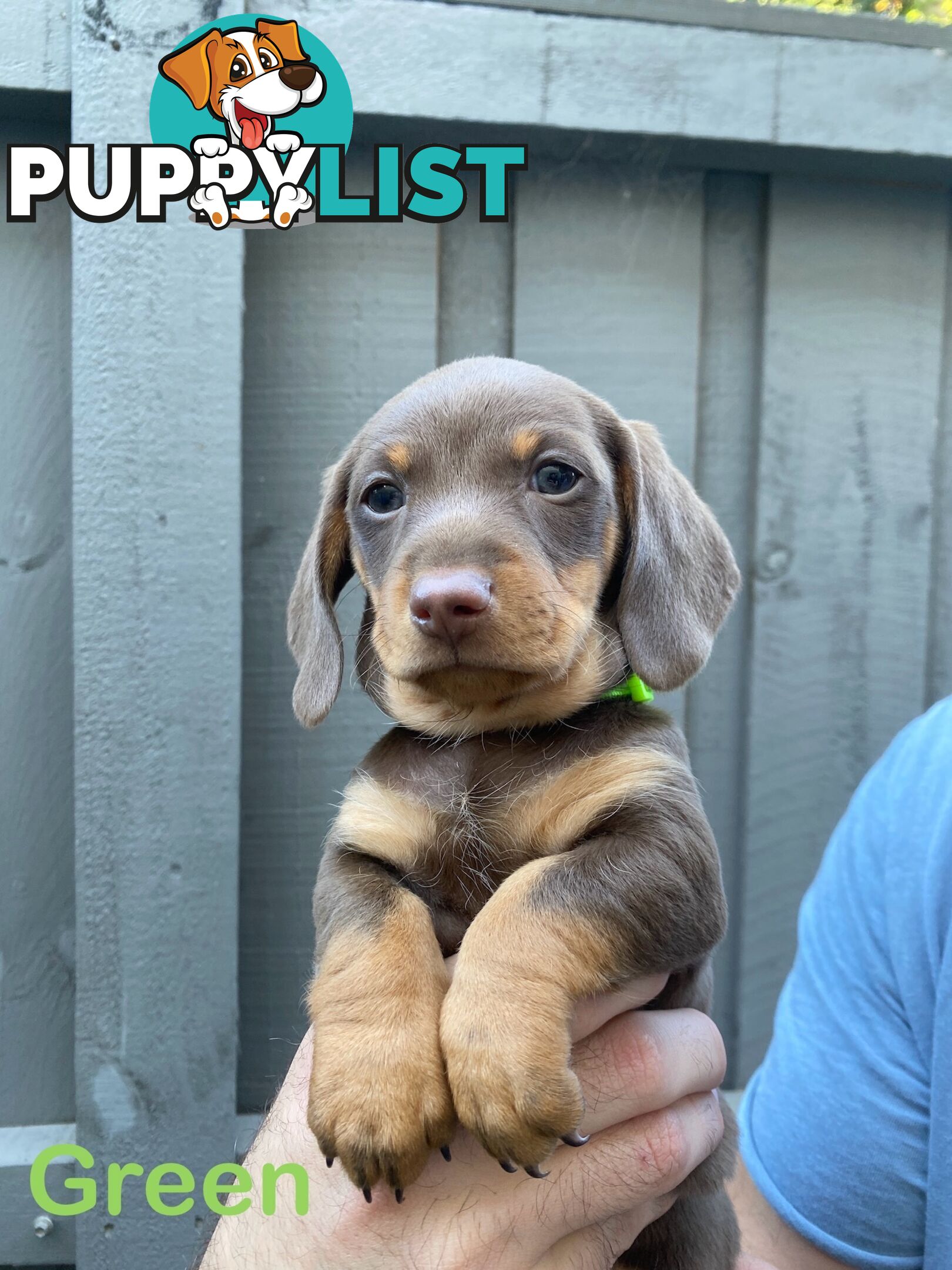 Five Purebred Miniature Dachshund Puppies