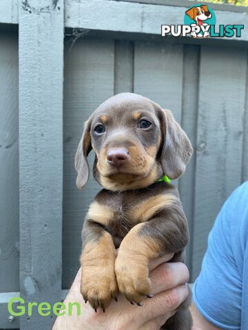 Five Purebred Miniature Dachshund Puppies