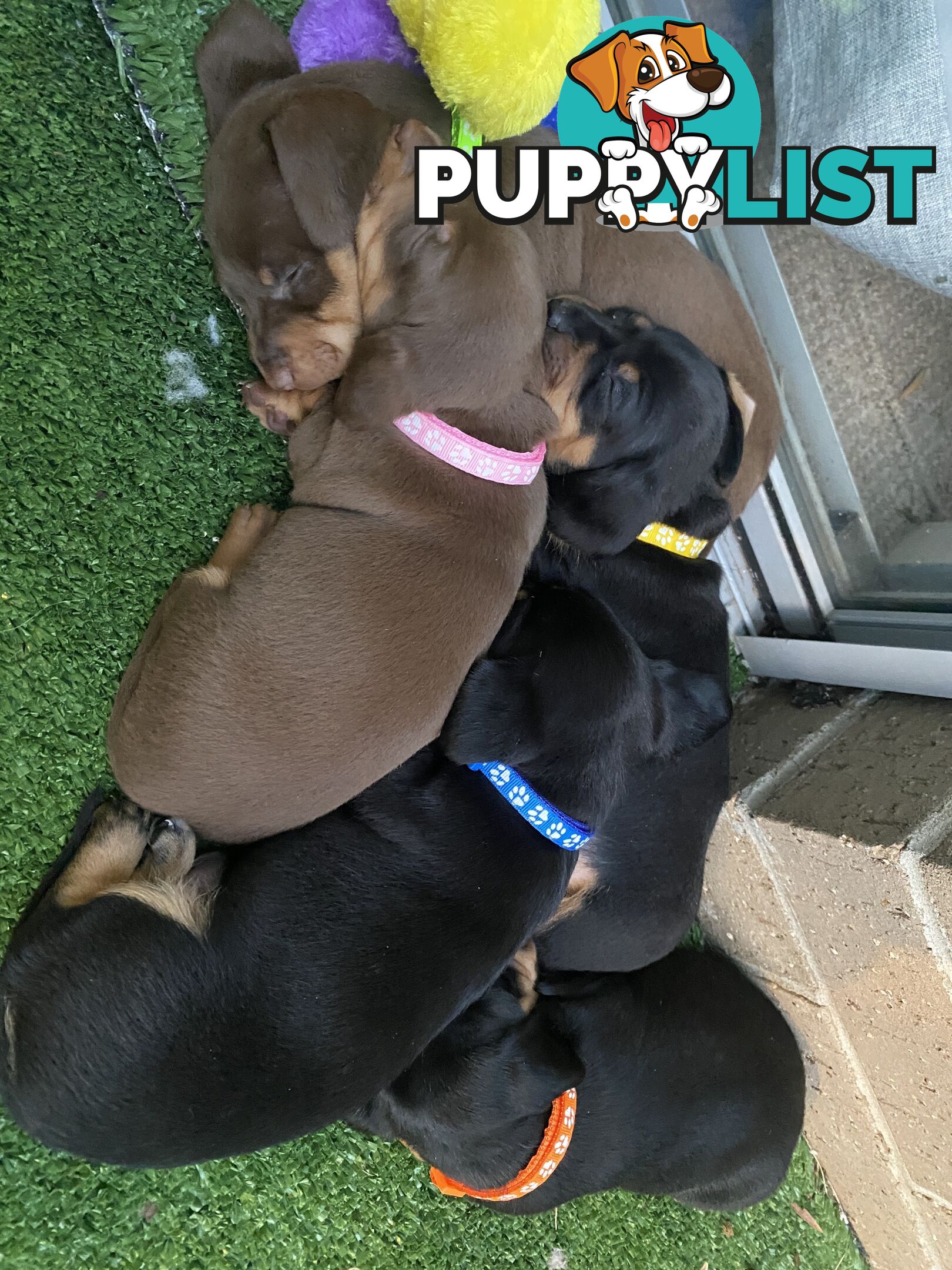 Five Purebred Miniature Dachshund Puppies