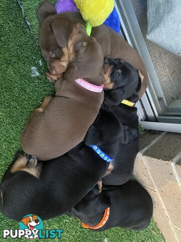 Five Purebred Miniature Dachshund Puppies