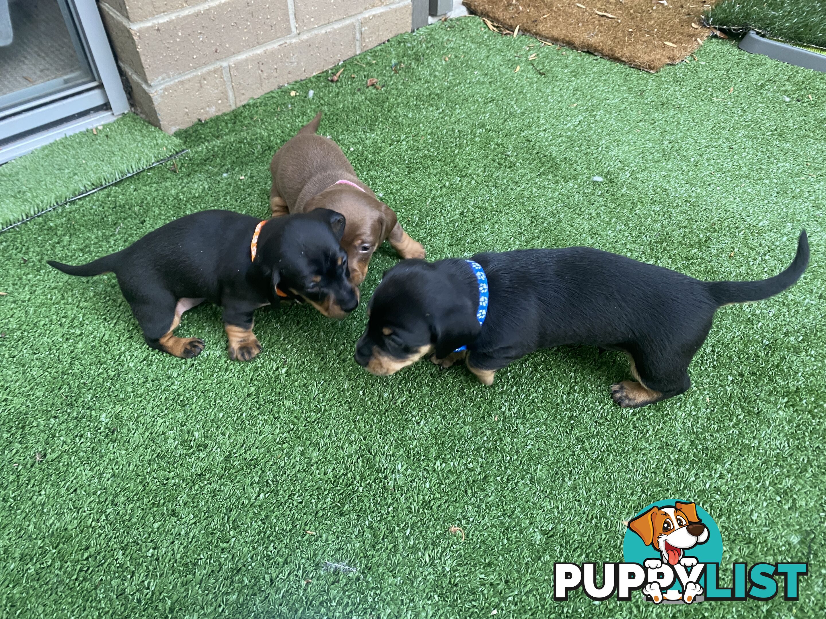 Five Purebred Miniature Dachshund Puppies