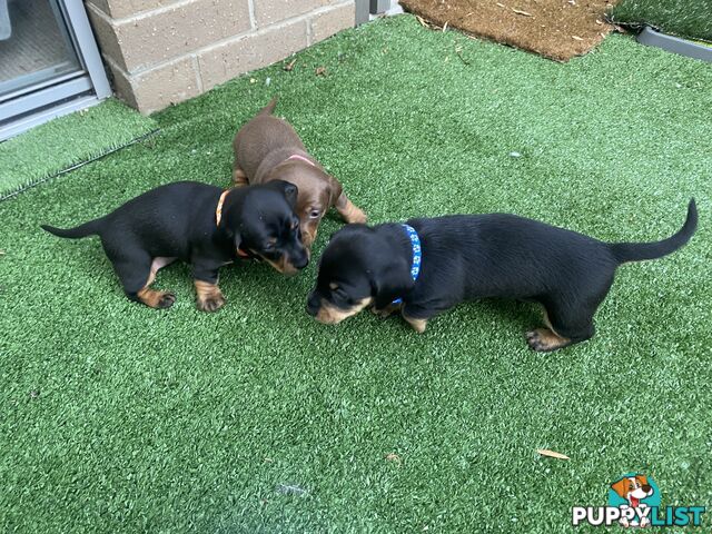 Five Purebred Miniature Dachshund Puppies