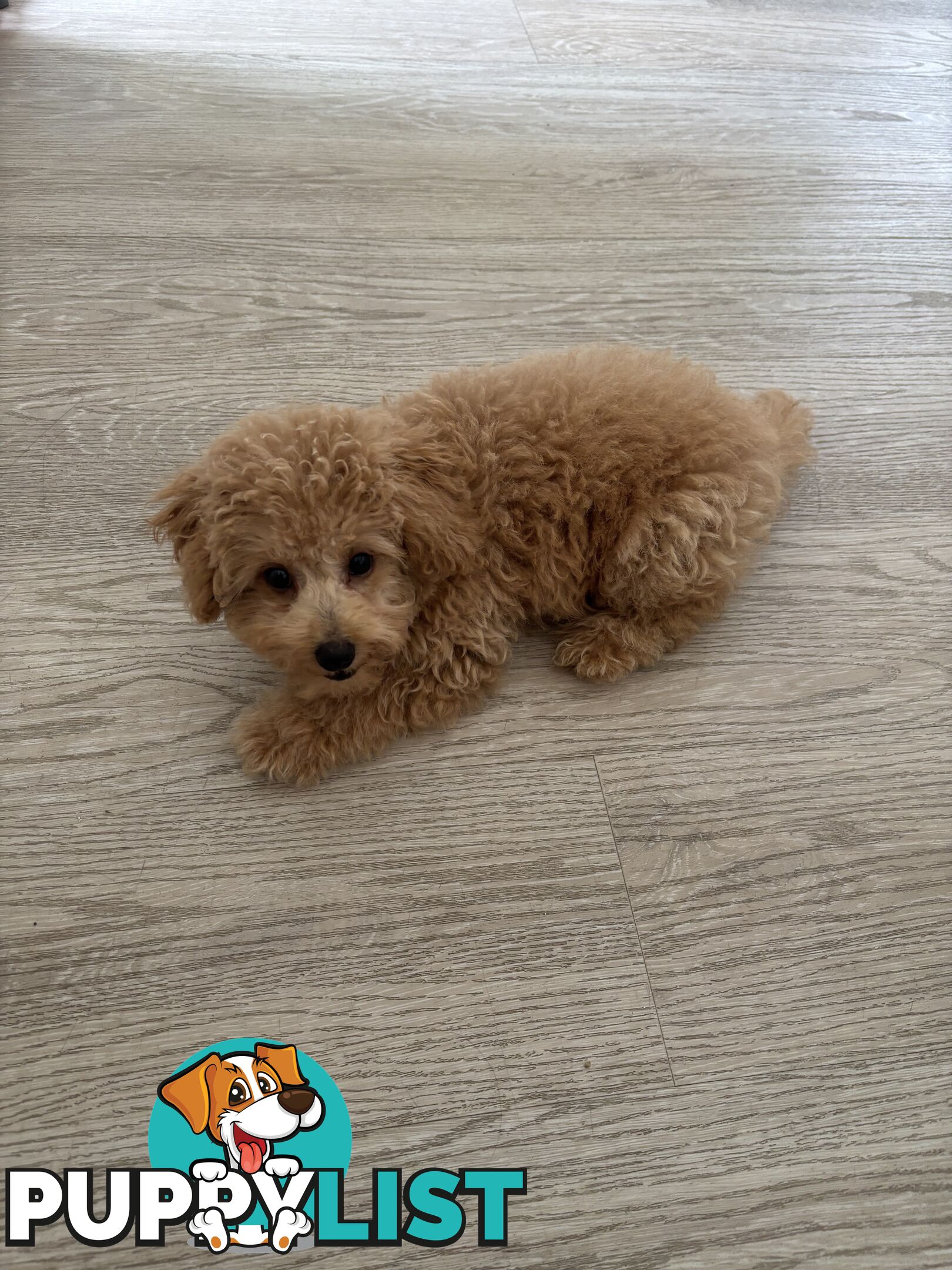 Bichon Frise Pup - 6 months old