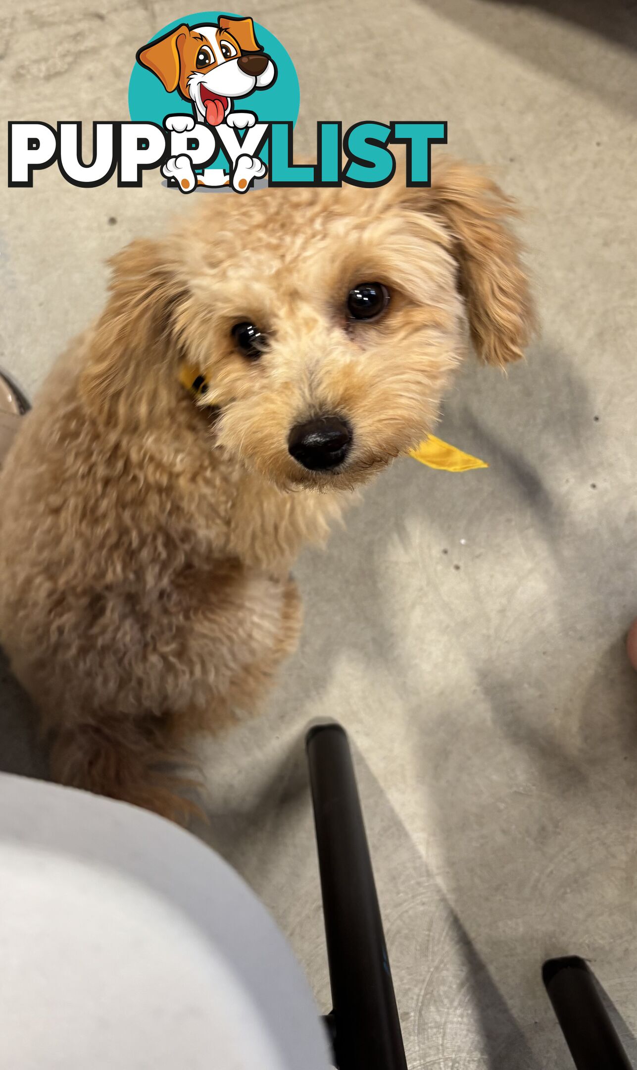 Bichon Frise Pup - 6 months old
