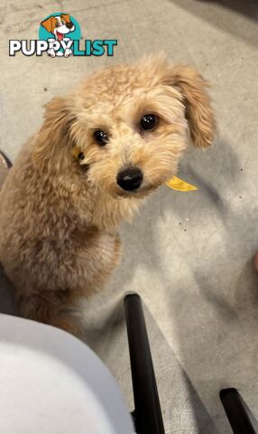 Bichon Frise Pup - 6 months old
