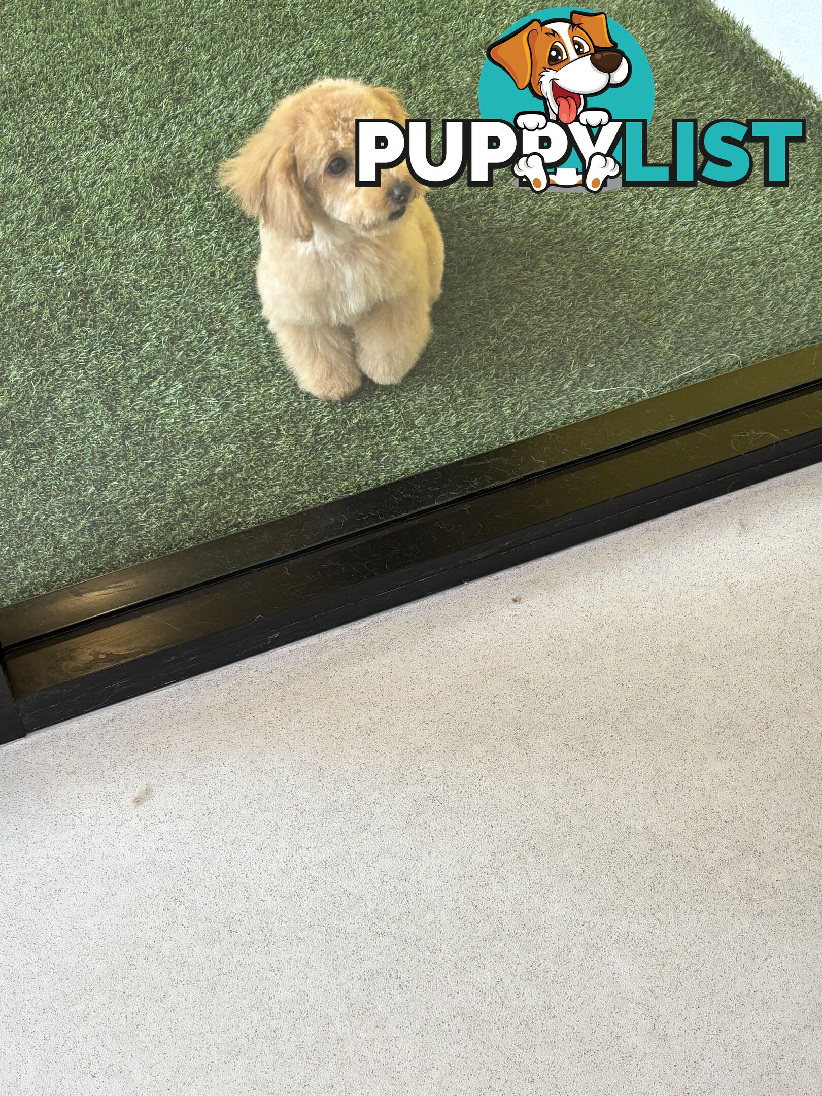 Bichon Frise Pup - 6 months old