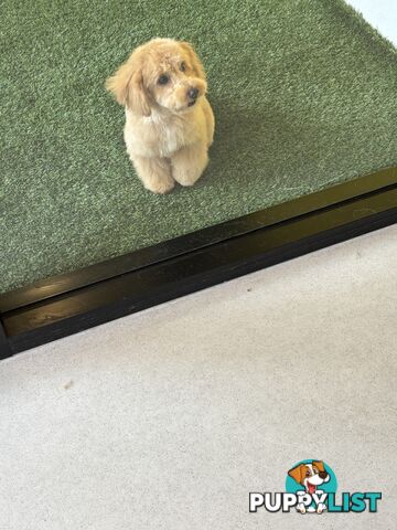 Bichon Frise Pup - 6 months old