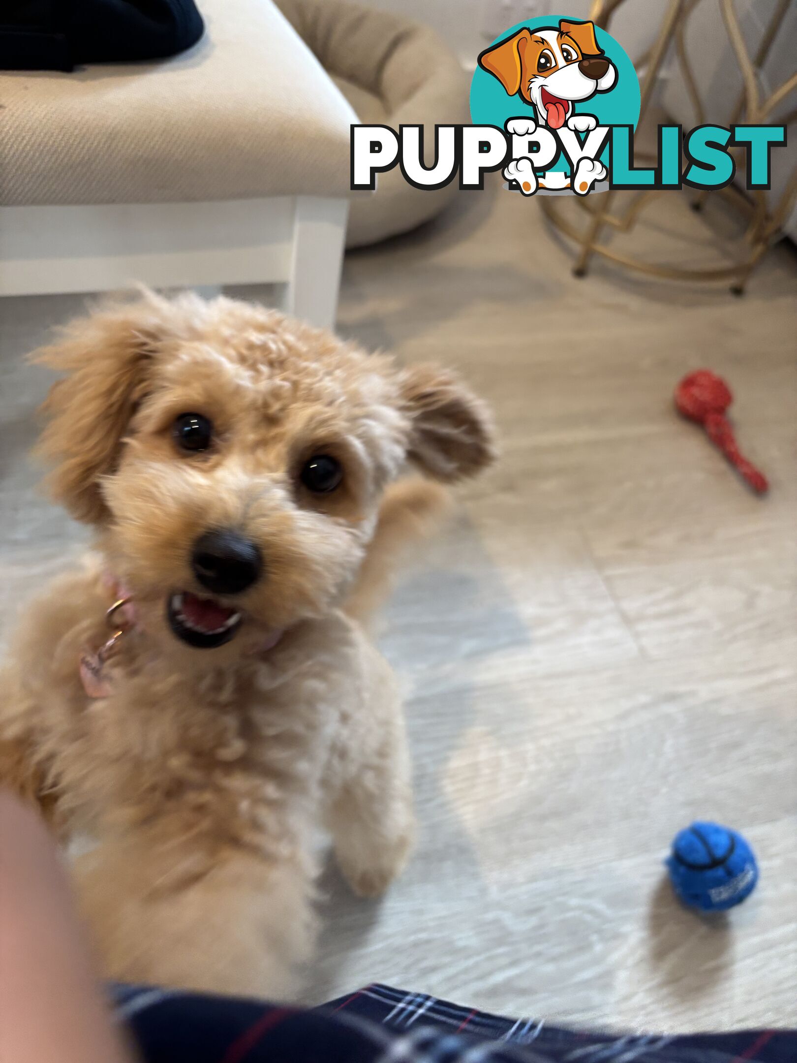 Bichon Frise Pup - 6 months old
