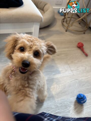 Bichon Frise Pup - 6 months old