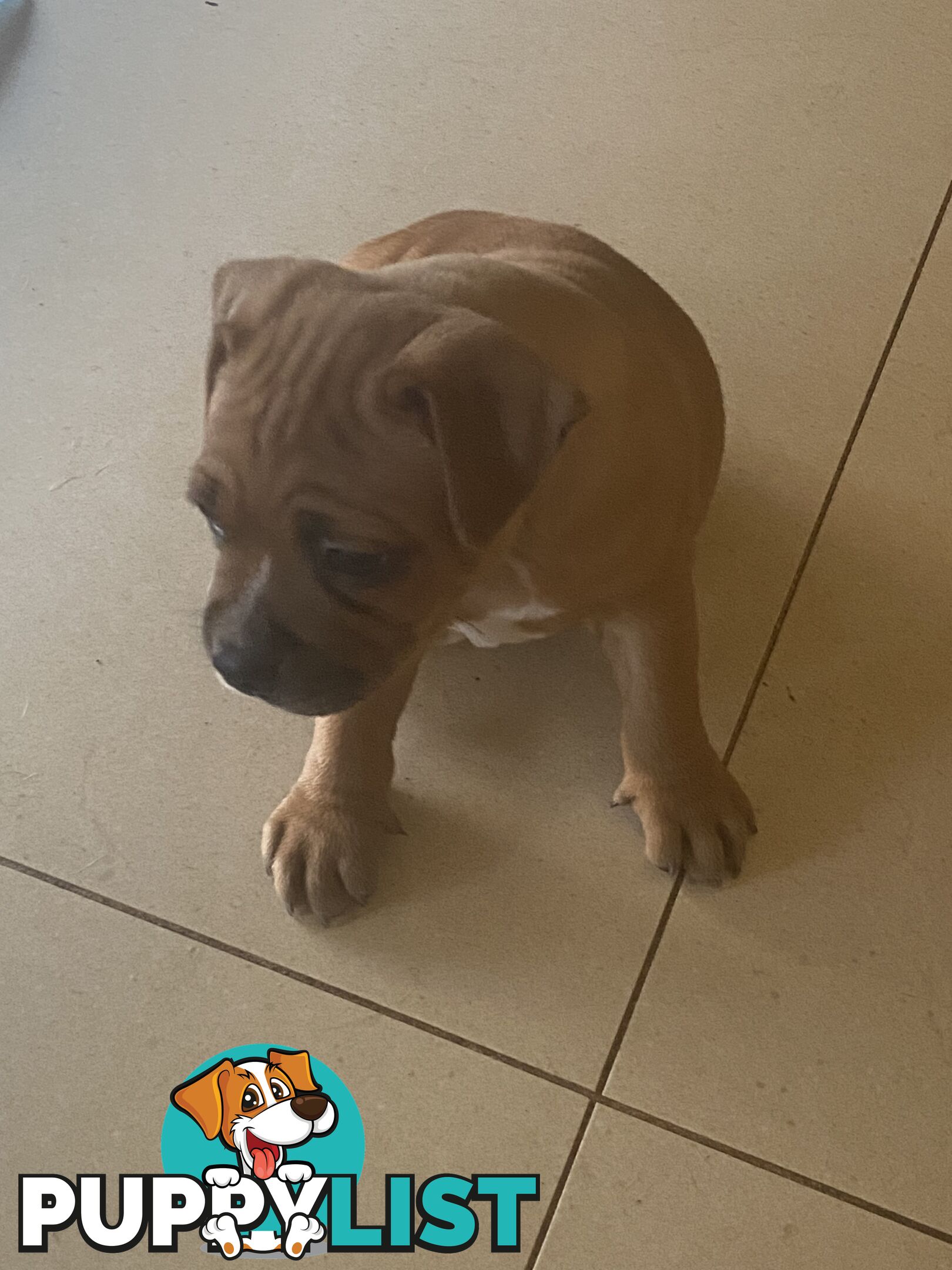 STAFFORDSHIRE BULL TERRIER PUPPY