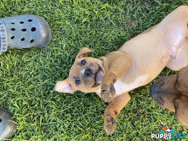 STAFFORDSHIRE BULL TERRIER PUPPY
