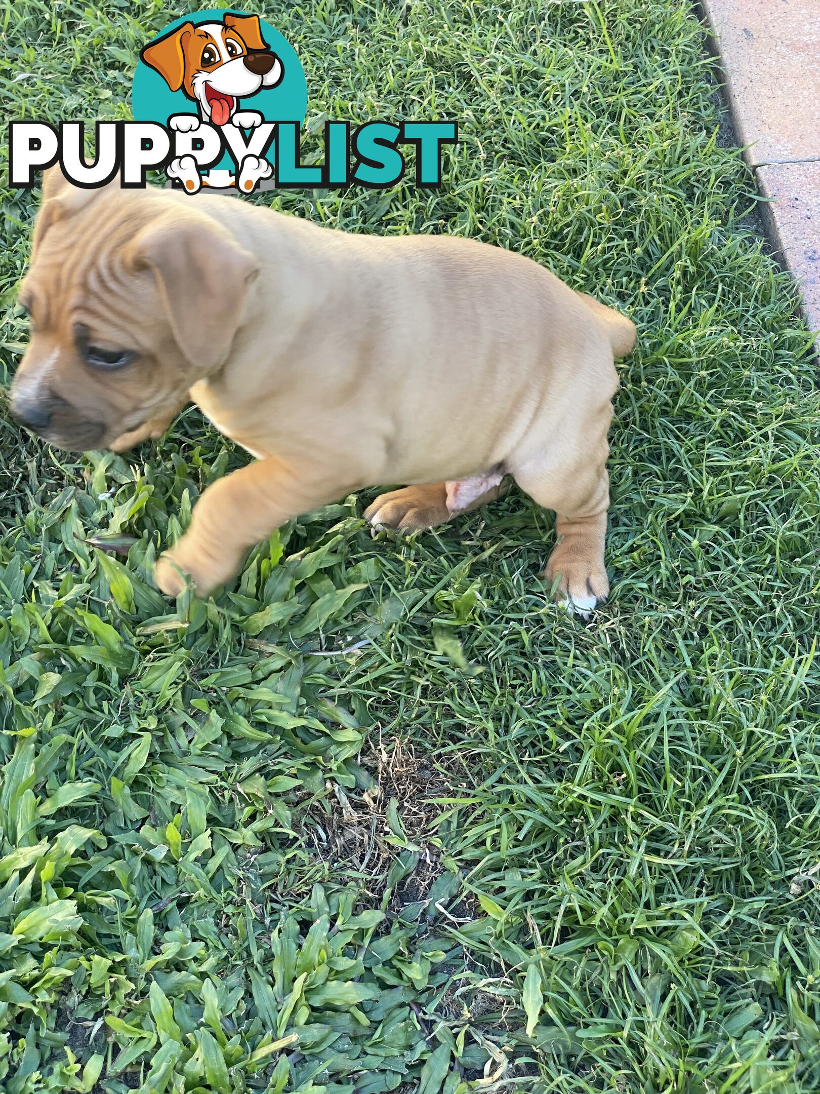 STAFFORDSHIRE BULL TERRIER PUPPY