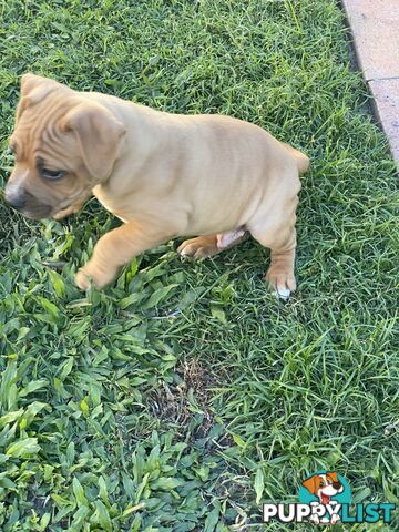 STAFFORDSHIRE BULL TERRIER PUPPY