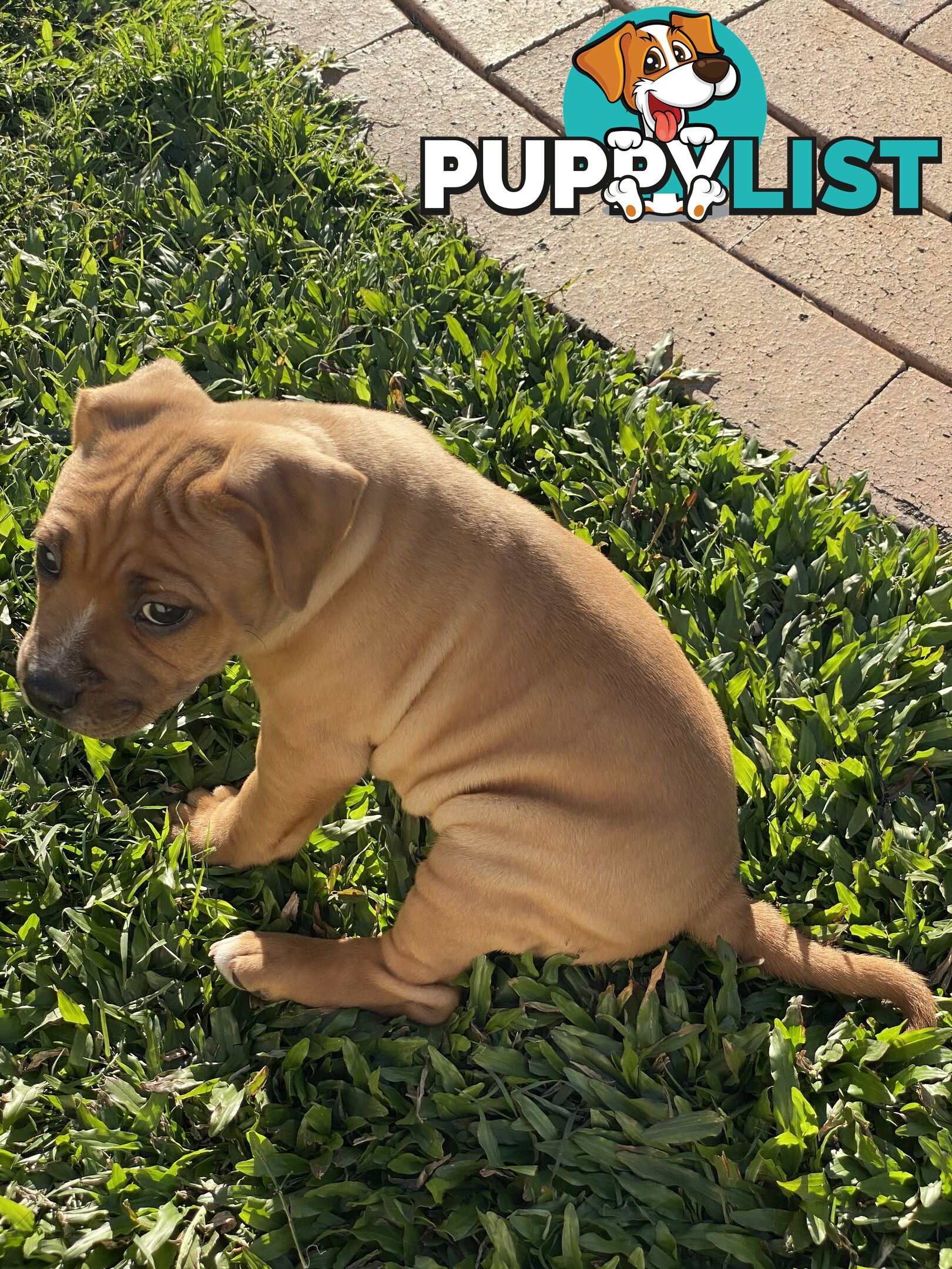 STAFFORDSHIRE BULL TERRIER PUPPY