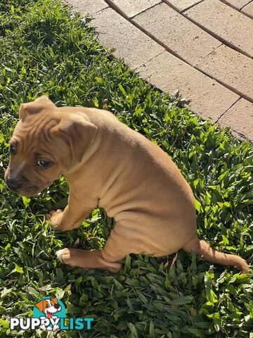 STAFFORDSHIRE BULL TERRIER PUPPY